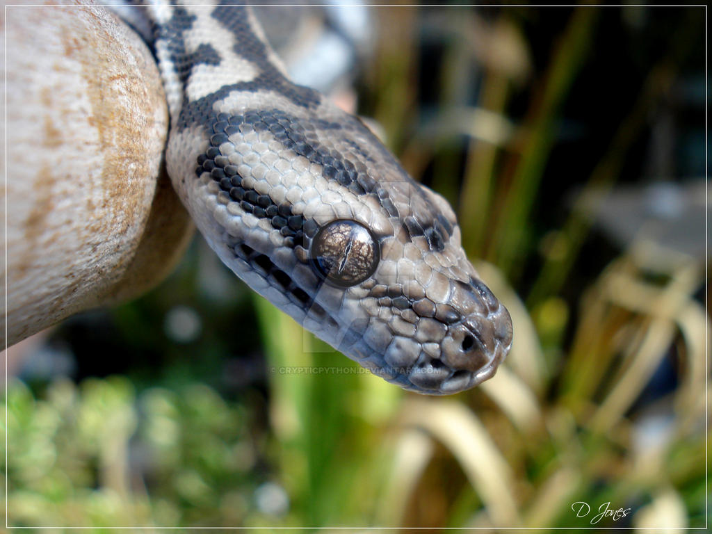 Python Snaky Snakey by CrypticPython on DeviantArt