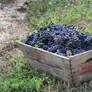 grape harvest serie 2