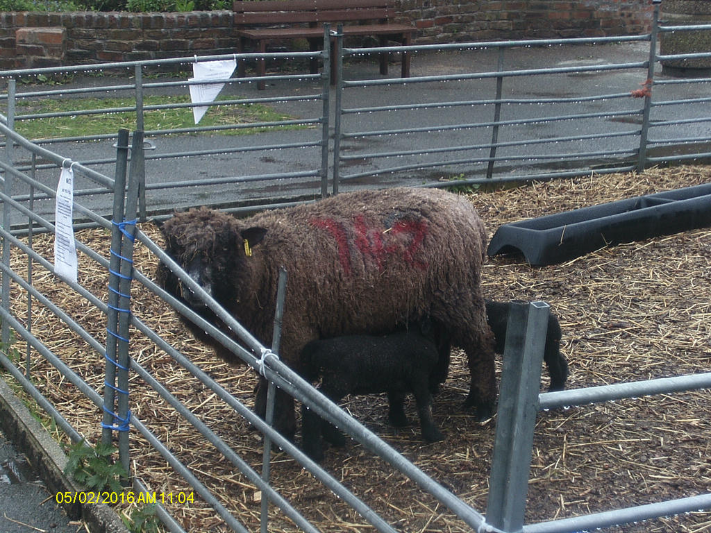 ryeland sheep and lambs by leafknight911 on DeviantArt