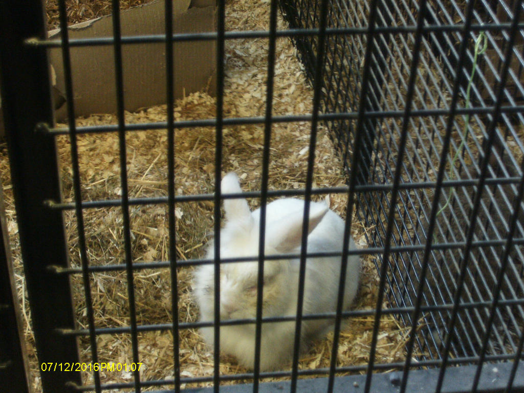 Satin Rabbit by leafknight911 on DeviantArt