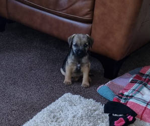 Boader terrier puppy