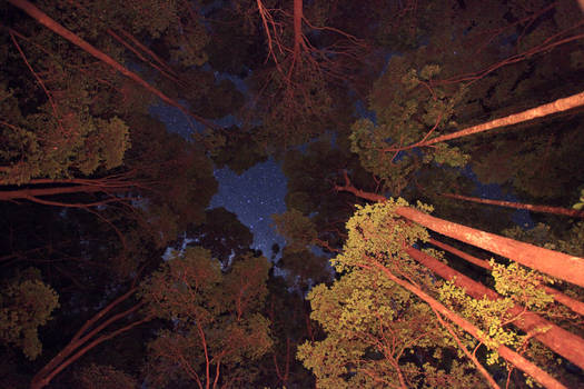 Fraser Island Stars