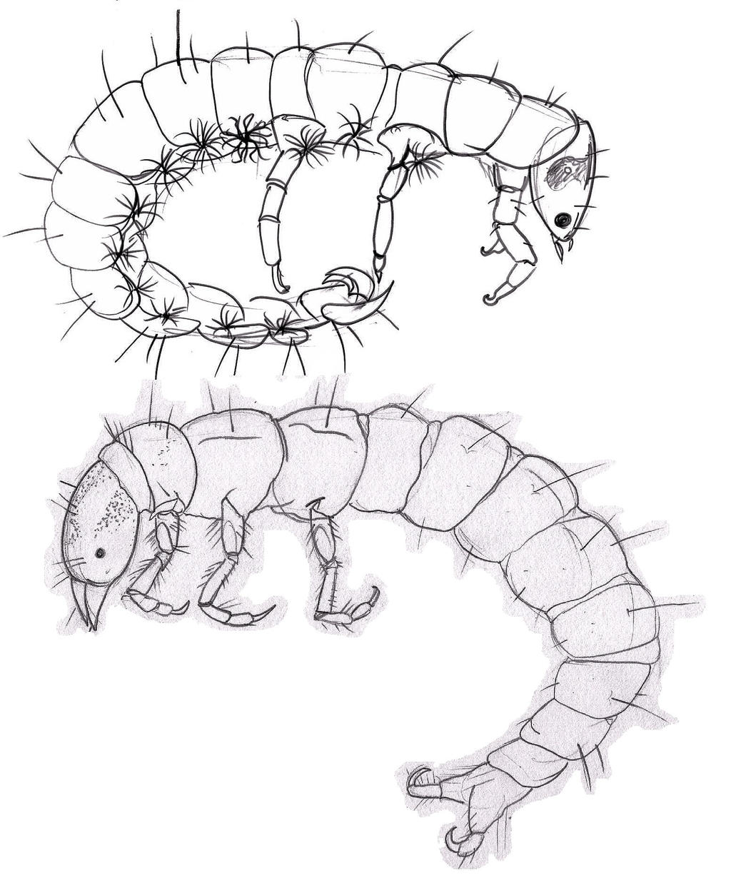 Caddis Fly Larvae by jeffreysaurus on DeviantArt