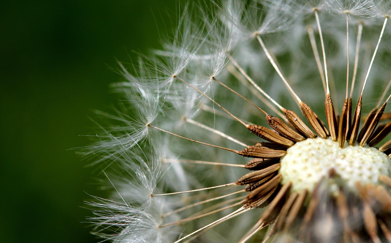 Waiting for the wind