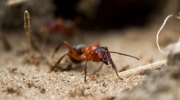 Red Wood Ant