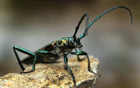 Longhorn Beetle