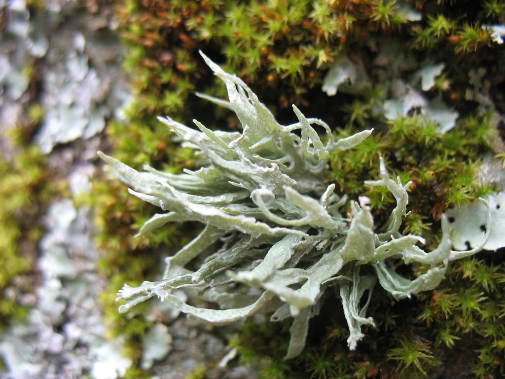 Lichen on an Ash