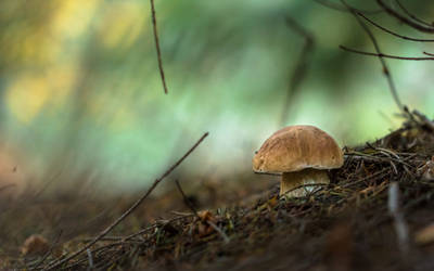 Boletus Pinophilus by AdMalamCrucem