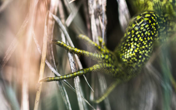 Lizard Fingers