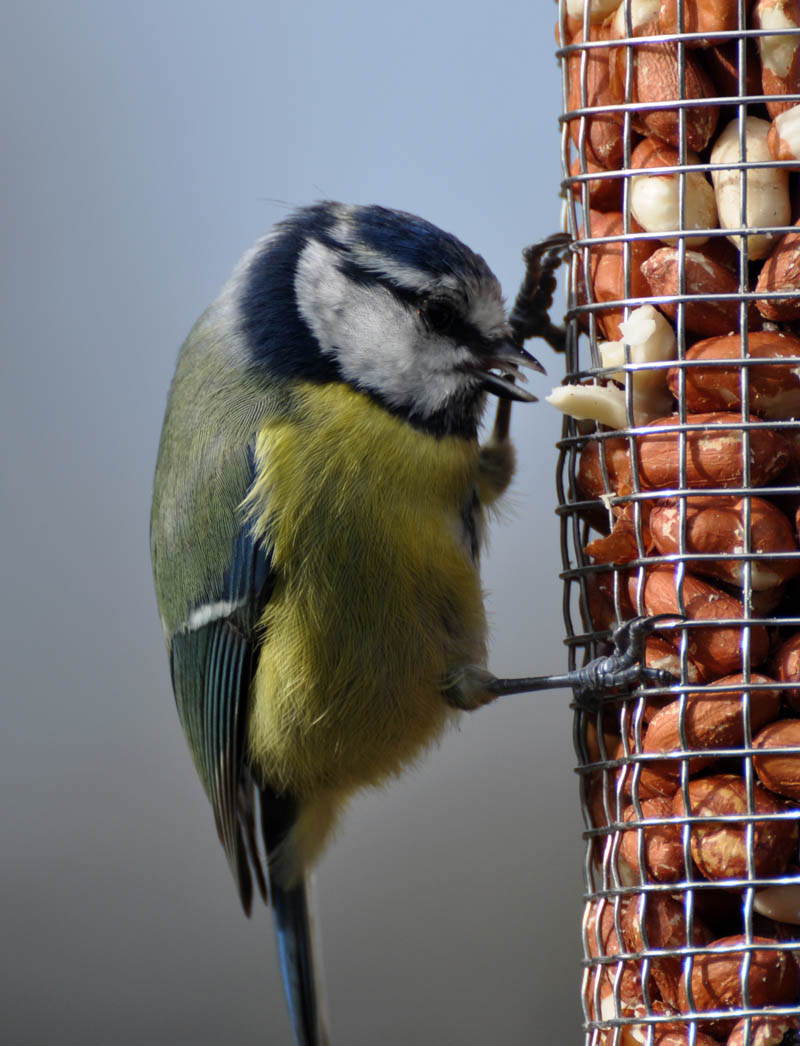 Feeding Tits 5