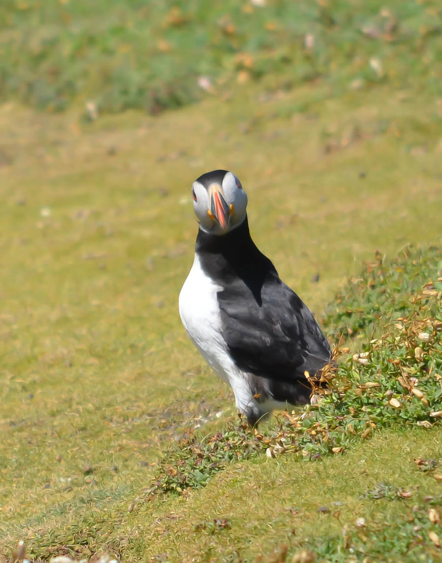 Handsome chap