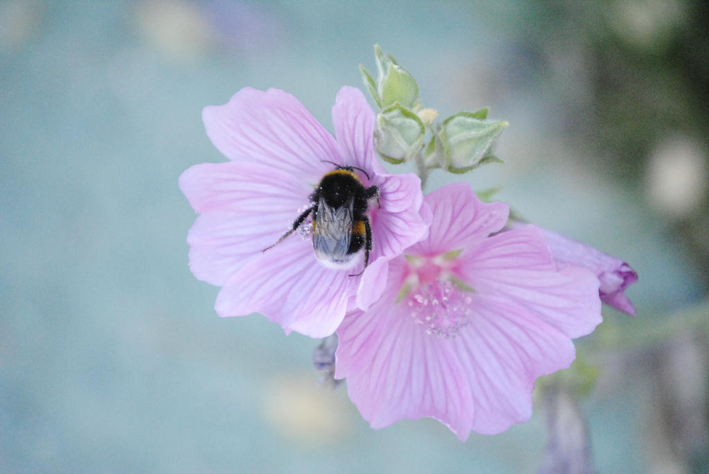  Happy Bee