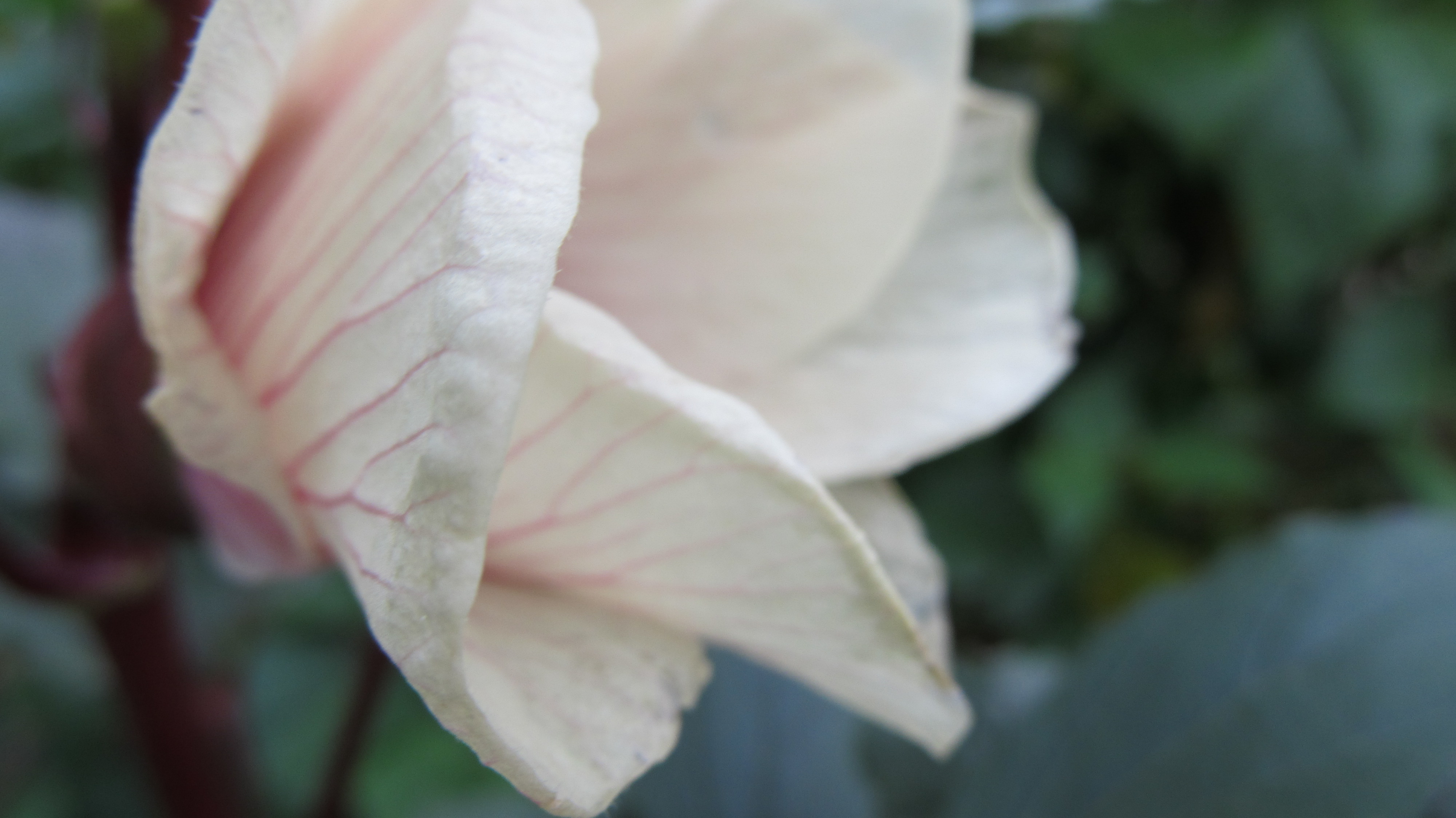 Okra flower