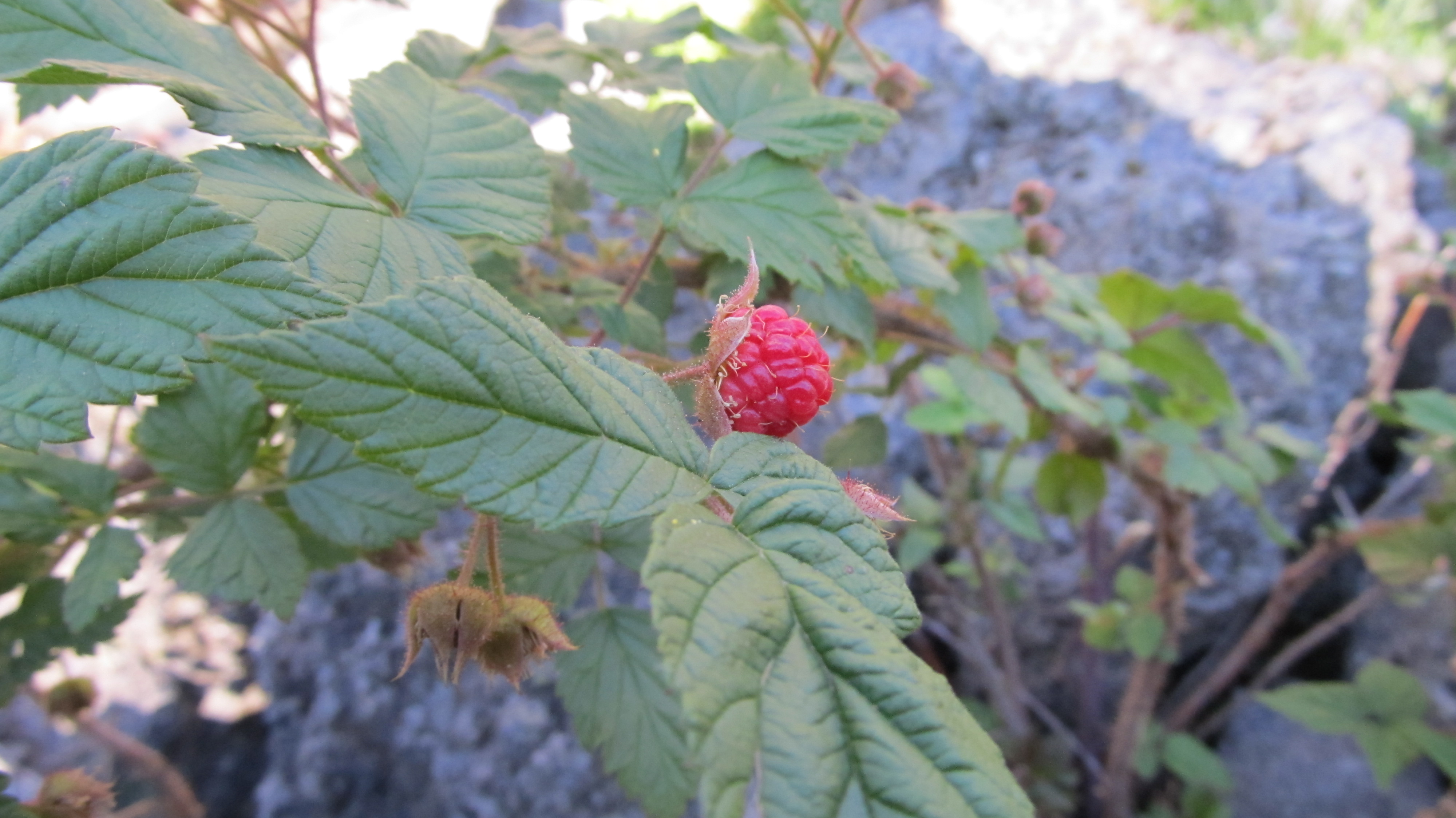 Wild Raspberry by Karinta on DeviantArt