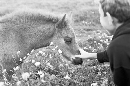 Equine contact