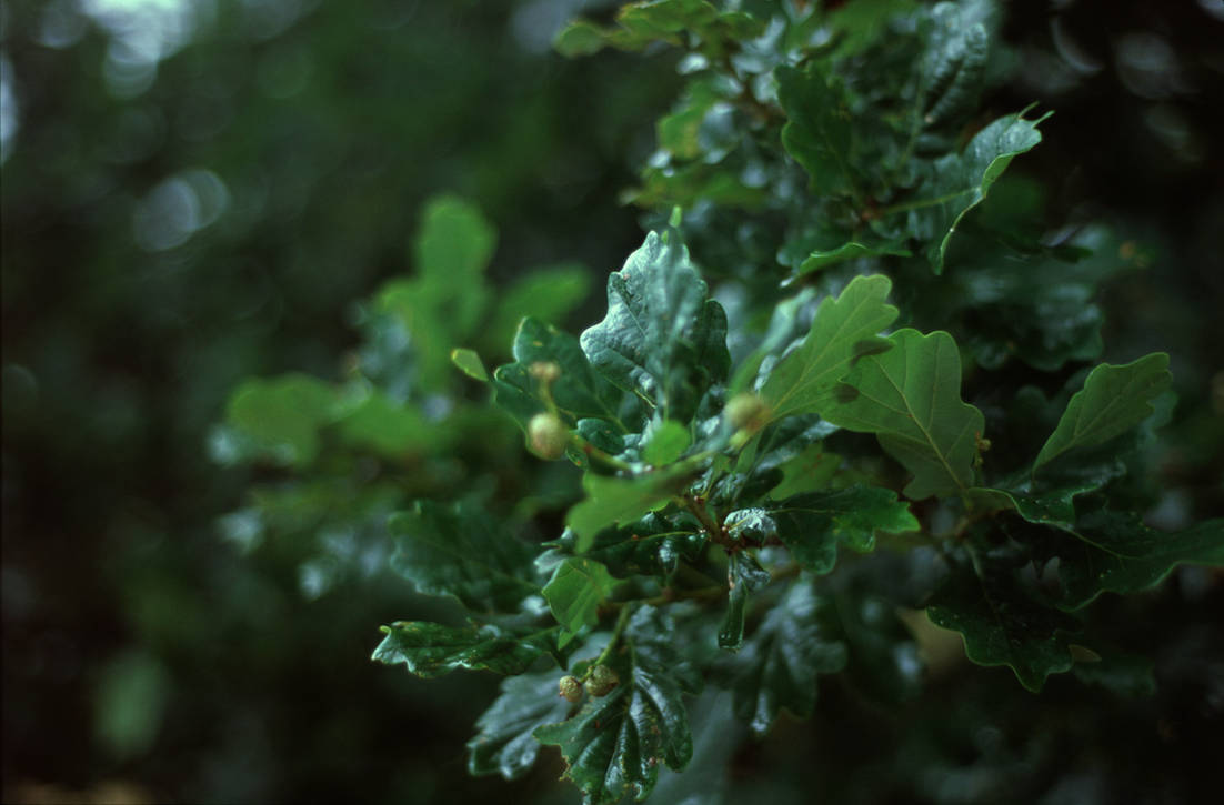 Oak leaves by Karinta Oak leaves by Karinta