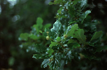 Oak leaves