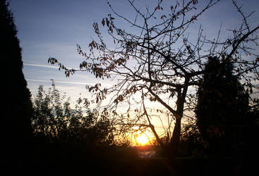 Sky, tree and sun