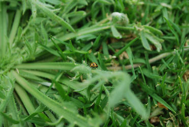 Ladybird