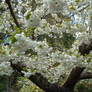 Flower tree