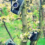 camera tree