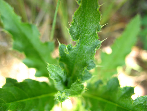 distel by Sigirdiwarth on DeviantArt