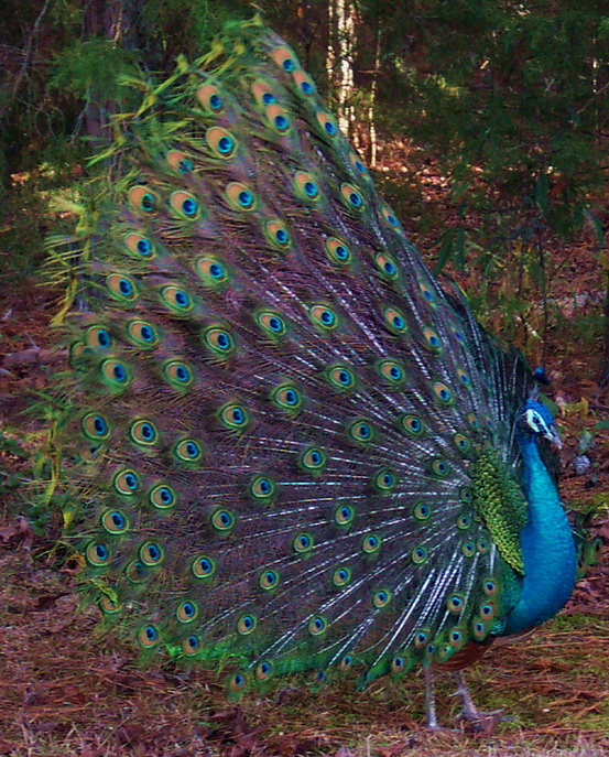 Peacock