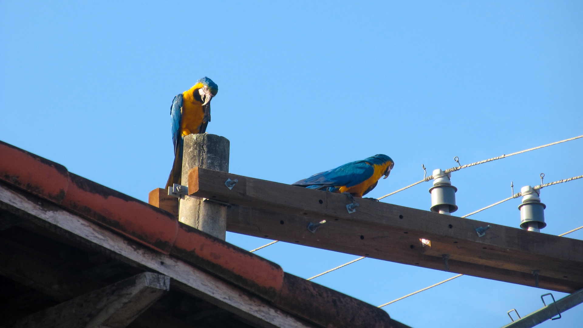 Blue-and-yellow macaws 02