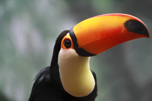 Tucan 3