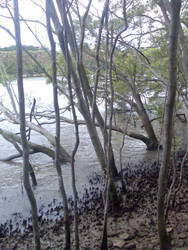 Mangroves