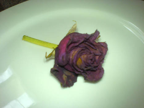 Dying Rose