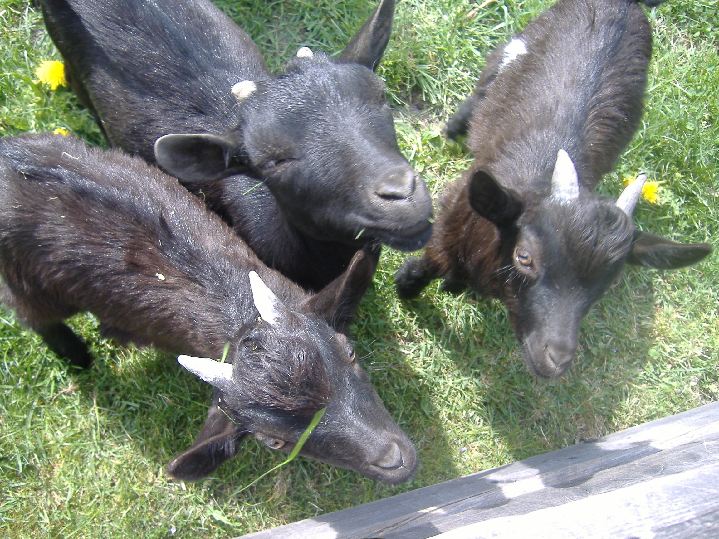 Three little goats