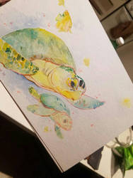 sea turtle commission