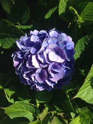 Hydrangea