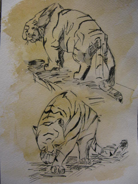 Tiger. 1