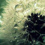 another dandelion