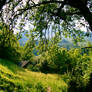 landscape 1