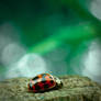 ladybug 2