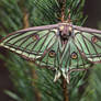 SPANISH MOON MOTH