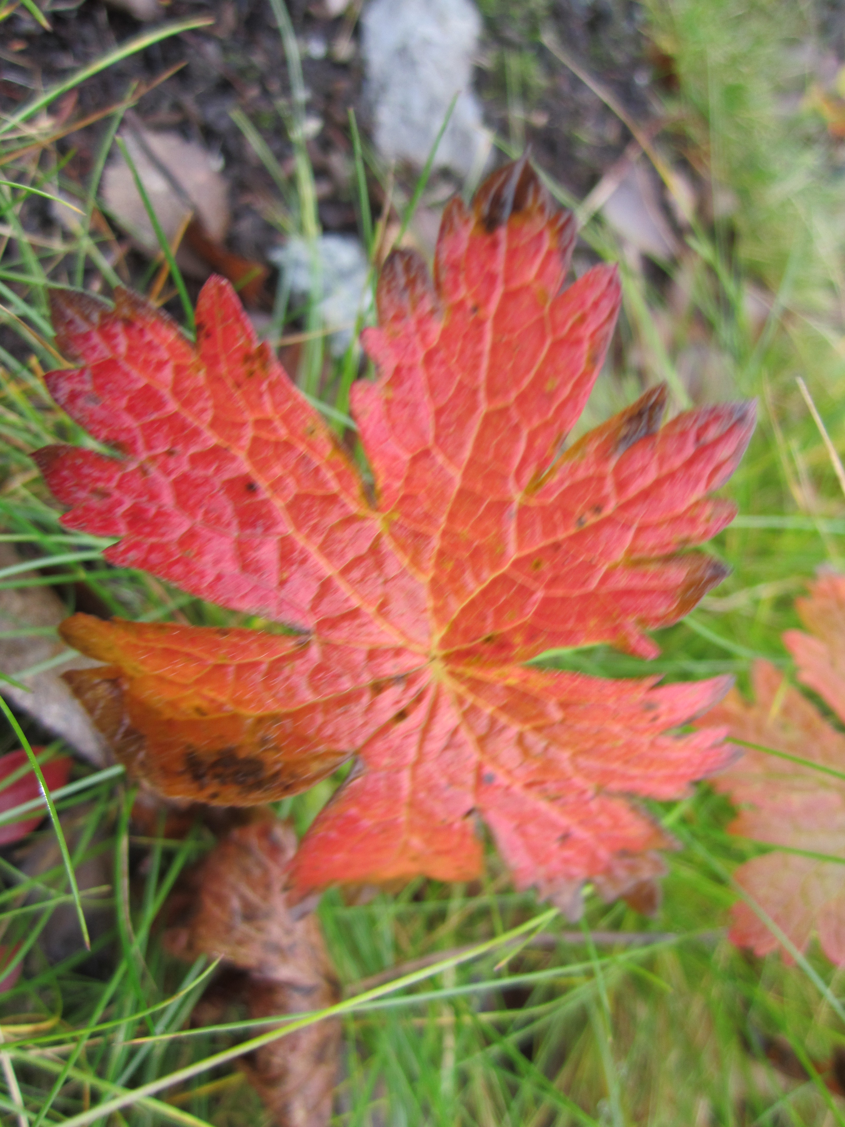 Red Leaf