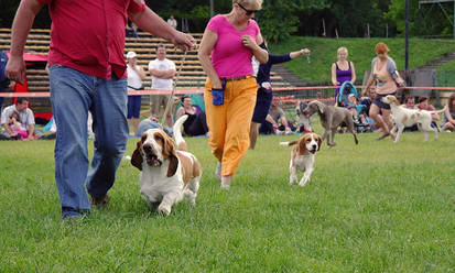 Basset hound and beagle