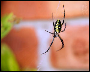 Spider