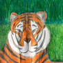 Tiger drawing 