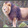 Asiatic lion II