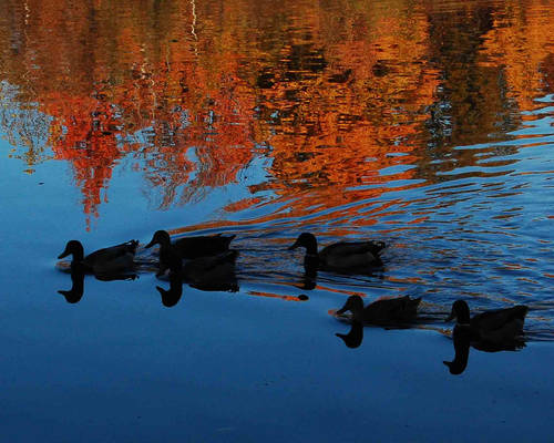 Colors of Autumn