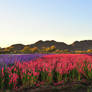 Sonora Flowers