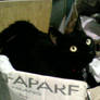 my cat darky