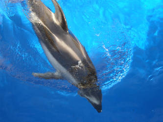 dolphin