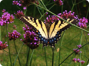 butterfly 1