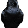 Raven (Gif)